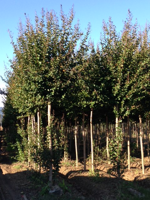 LAGERSTROEMIA  INDICA