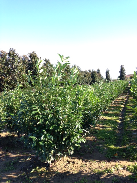 PRUNUS LAUROCERASUS 2